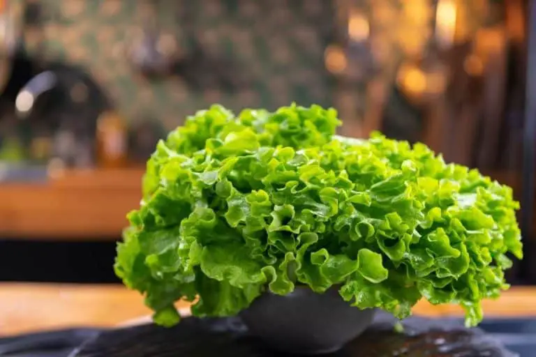 How Do Restaurants Keep Lettuce Fresh? (& How You Can Too)