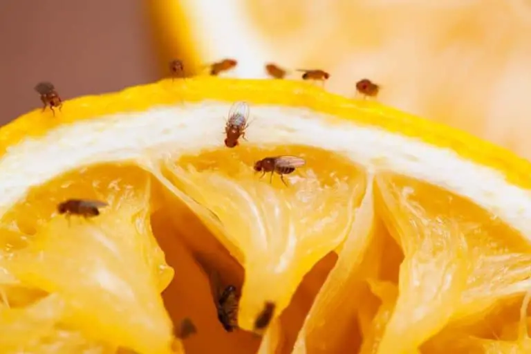 How to Get Rid of Fruit Flies in a Restaurant? (Easy Method)