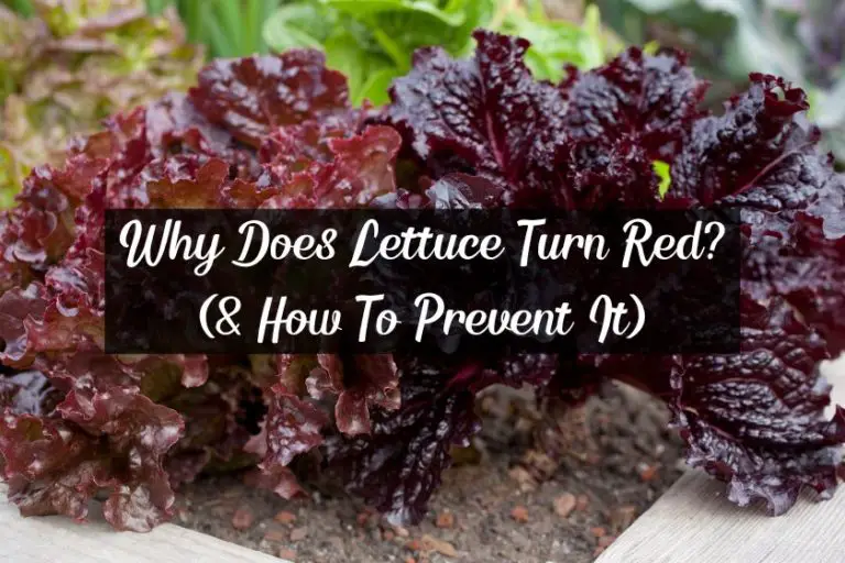 Why Does Lettuce Turn Red? (& How To Prevent It)