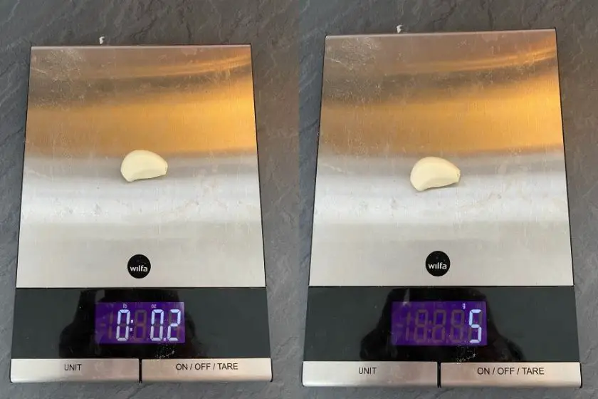 One fresh peeled garlic glove on a scale weighing 5grams (0,02oz)